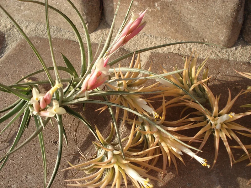 15 Tillandsia Air Plants Mix - Easy Care Live Indoor Plants, 2-5 inches - Image 4