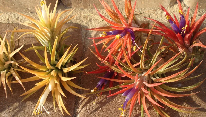 15 Tillandsia Air Plants Mix - Easy Care Live Indoor Plants, 2-5 inches - Image 5