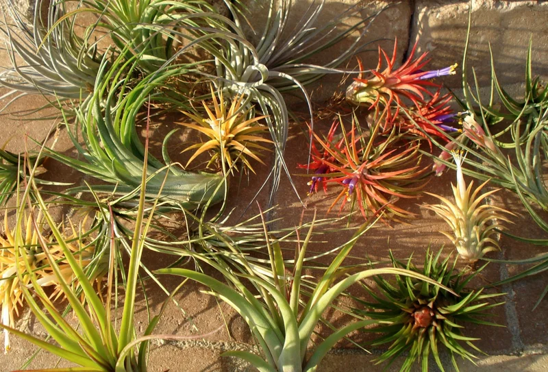 15 Tillandsia Air Plants Mix - Easy Care Live Indoor Plants, 2-5 inches - Image 1