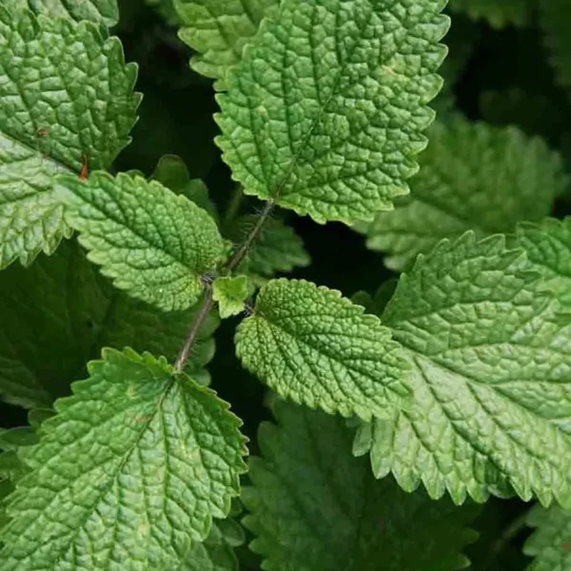1500 Lemon Balm Perennial Herb Seeds - Non-GMO Mosquito Repellent - Image 2