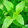 1500 Lemon Balm Perennial Herb Seeds - Non-GMO Mosquito Repellent - Image 1