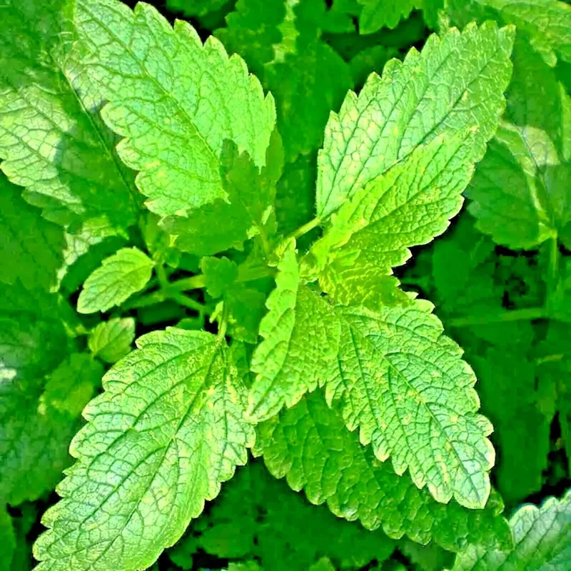 1500 Lemon Balm Perennial Herb Seeds - Non-GMO Mosquito Repellent - Image 1