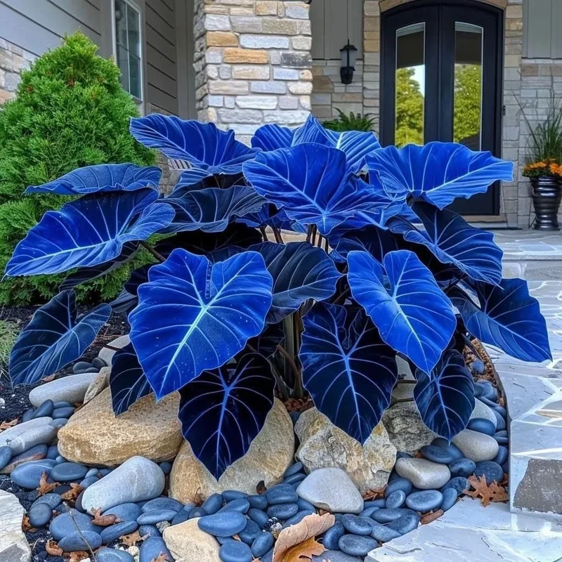 160+ Hosta Seeds - Perennial Shade Plant, Non-GMO, Hardy, Easy Grow - Image 4