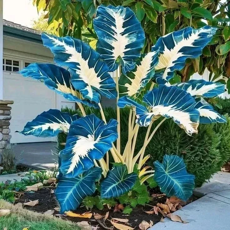 160+ Hosta Seeds - Perennial Shade Plant, Non-GMO, Hardy, Easy Grow - Image 6