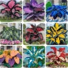 160+ Hosta Seeds - Perennial Shade Plant, Non-GMO, Hardy, Easy Grow - Image 1