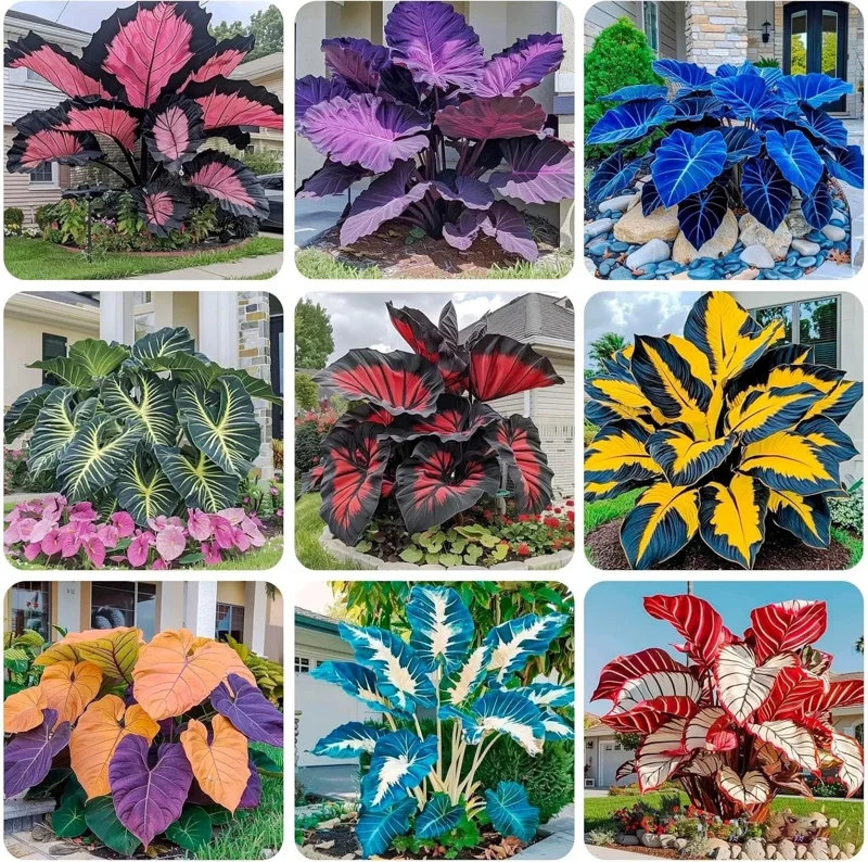 160+ Hosta Seeds - Perennial Shade Plant, Non-GMO, Hardy, Easy Grow - Image 1