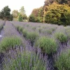 2 English Lavender Live Plants – Lavandula Angustifolia Starter Plugs, Fragrant - Image 1
