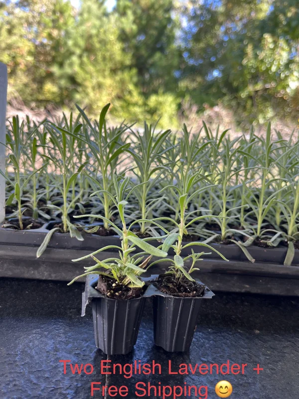 2 English Lavender Live Plants – Lavandula Angustifolia Starter Plugs, Fragrant - Image 2