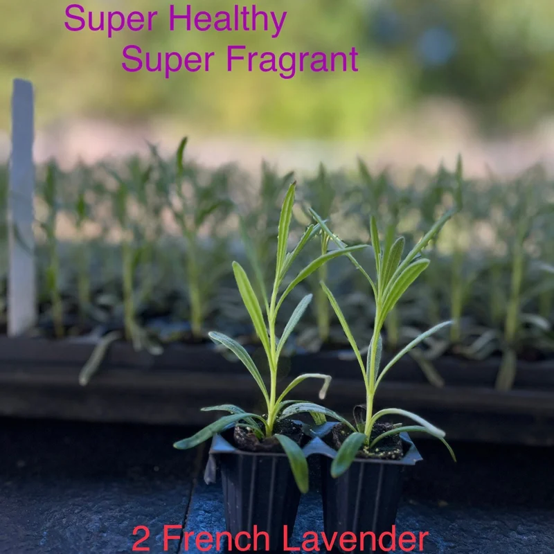 2 French Lavender Live Starter Plants - Lavandula x Intermedia - Super Fragrant - Image 1
