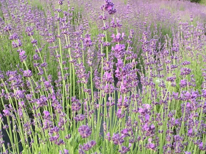 2 Lavender Live Plants – Starter Plugs – Create Topiaries & Christmas Trees – Outdoor - Image 10