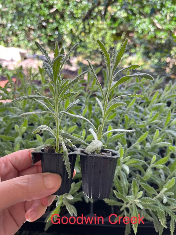 2 Lavender Live Plants – Starter Plugs – Create Topiaries & Christmas Trees – Outdoor - Image 3