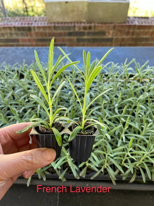 2 Lavender Live Plants – Starter Plugs – Create Topiaries & Christmas Trees – Outdoor - Image 4