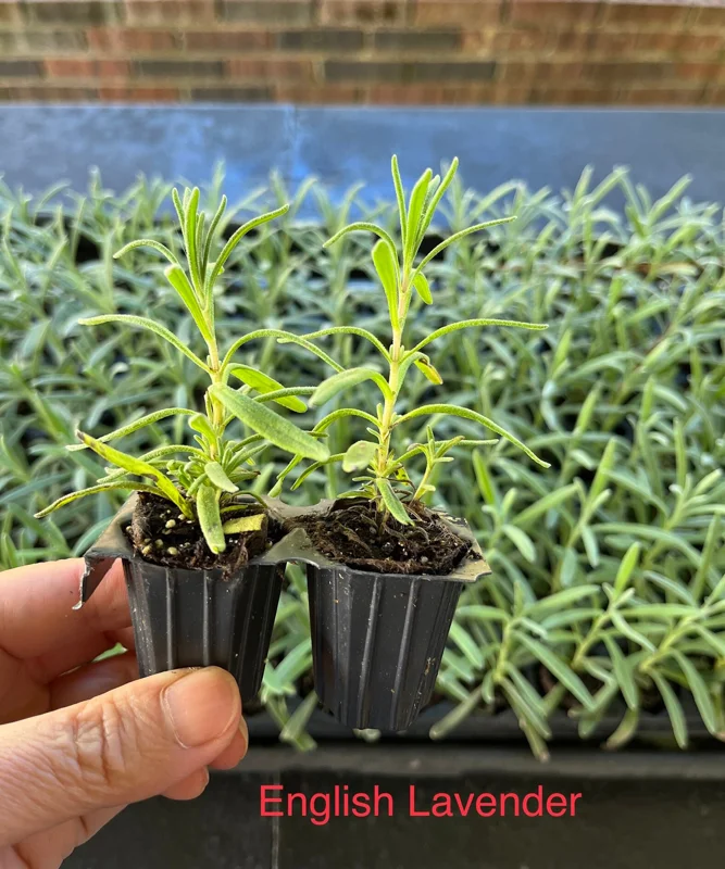 2 Lavender Live Plants – Starter Plugs – Create Topiaries & Christmas Trees – Outdoor - Image 5