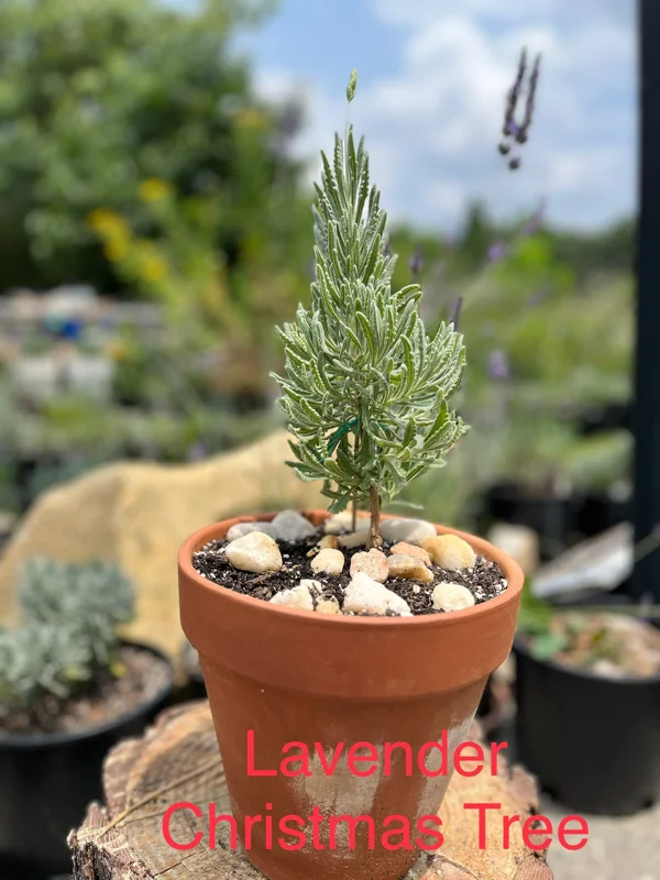 2 Lavender Live Plants – Starter Plugs – Create Topiaries & Christmas Trees – Outdoor - Image 6