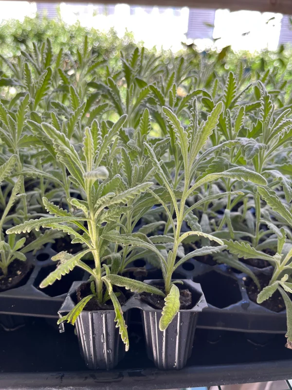 2 Lavender Live Plants – Starter Plugs – Create Topiaries & Christmas Trees – Outdoor - Image 7