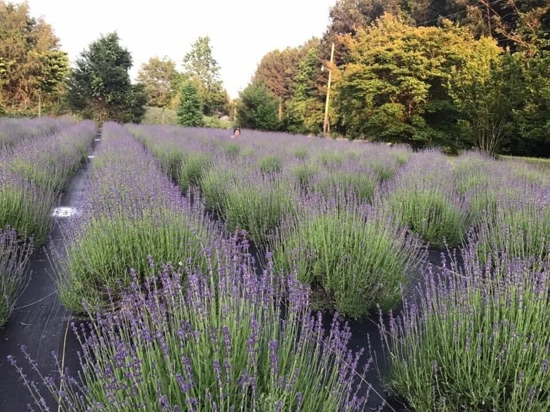 2 Lavender Live Plants – Starter Plugs – Create Topiaries & Christmas Trees – Outdoor - Image 8