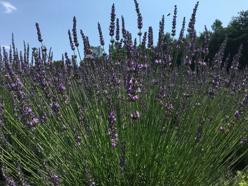 2 Lavender Live Plants – Starter Plugs – Create Topiaries & Christmas Trees – Outdoor - Image 9