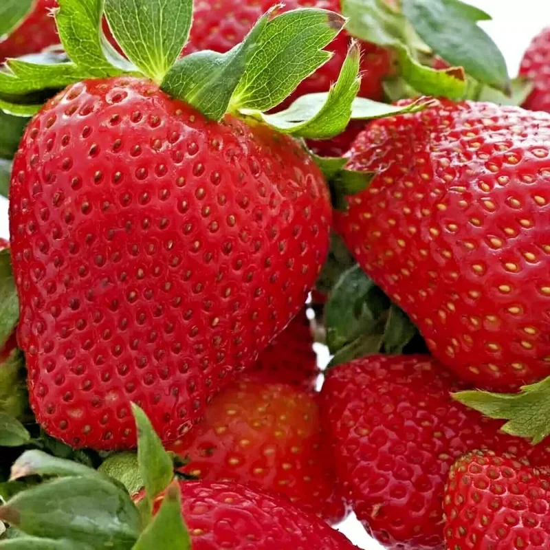 200 Alpine Strawberry Seeds - Heirloom, Non-GMO Fruit Seeds, Perennial, Easy Grow - Image 2