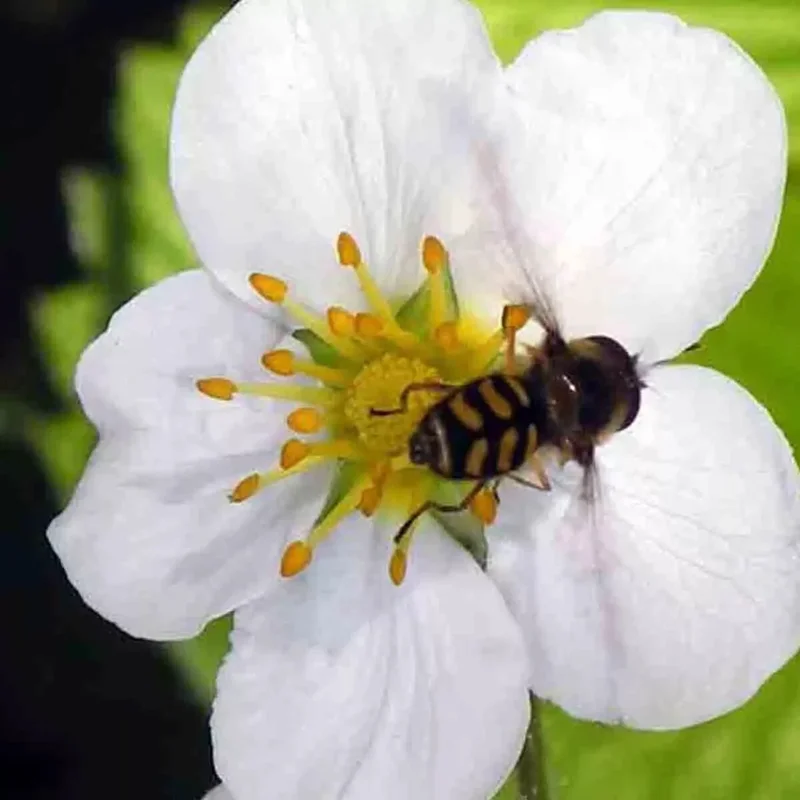 200 Alpine Strawberry Seeds - Heirloom, Non-GMO Fruit Seeds, Perennial, Easy Grow - Image 3