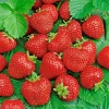 200 Alpine Strawberry Seeds - Heirloom, Non-GMO Fruit Seeds, Perennial, Easy Grow - Image 1