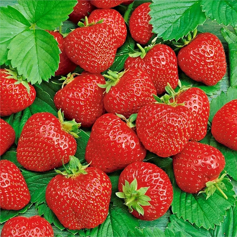200 Alpine Strawberry Seeds - Heirloom, Non-GMO Fruit Seeds, Perennial, Easy Grow - Image 1