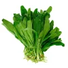 200+ Cilantro Seeds - Non-GMO Coriander, Culantro, Ngò Gai Herb Seeds Annual - Image 1