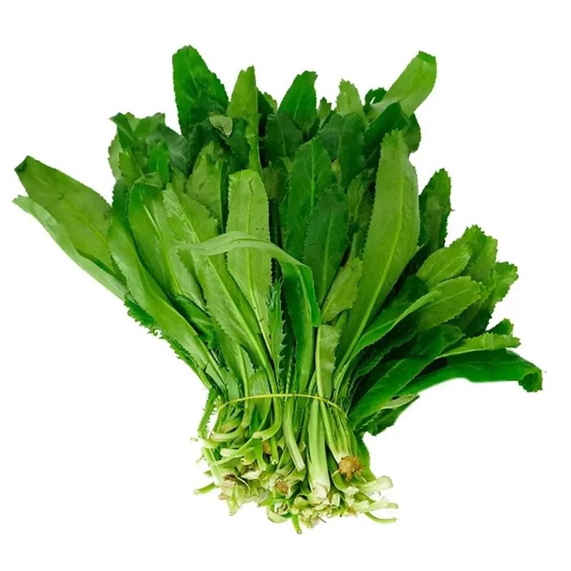 200+ Cilantro Seeds - Non-GMO Coriander, Culantro, Ngò Gai Herb Seeds Annual - Image 1