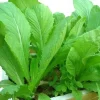 2000 Chinese Mustard Green Seeds - Gai Choy Vegetable Seeds, Annual, Easy Grow - Image 1