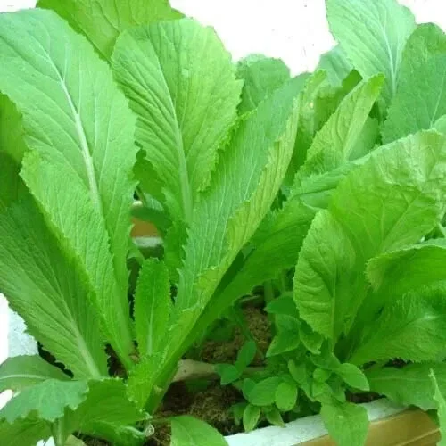 2000 Chinese Mustard Green Seeds - Gai Choy Vegetable Seeds, Annual, Easy Grow - Image 1