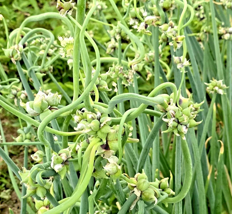 25 Egyptian Walking Onion Multiplier Sets - Perennial Allium for Easy Gardening - Image 1
