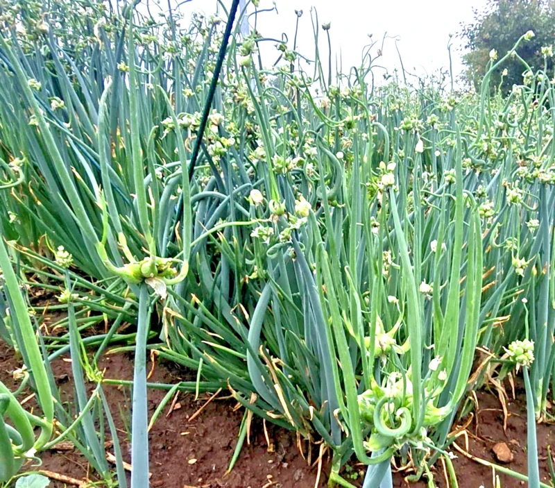 25 Egyptian Walking Onion Multiplier Sets - Perennial Allium for Easy Gardening - Image 2