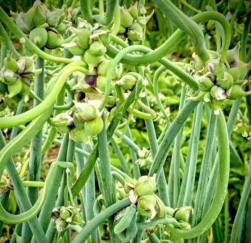 25 Egyptian Walking Onion Multiplier Sets - Perennial Allium for Easy Gardening - Image 3