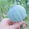 250 Giant Rattle Poppy Seeds - Papaver Somniferum Flower Seeds - Annual, White Blooms - Image 1