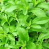 250 Stevia Sweetleaf Herb Plant Seeds - Natural Sugar Plant for Planting - Indoor/Outdoor - Image 1