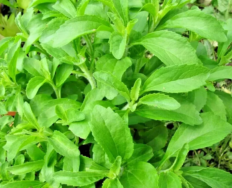 250 Stevia Sweetleaf Herb Plant Seeds - Natural Sugar Plant for Planting - Indoor/Outdoor - Image 1