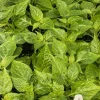 3 White Carolina Reaper Super Hot Pepper Live Plants - 75+ Days Old - Image 1
