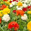 30 Mixed Ranunculus Seeds – Double Bloom Buttercups Colorful Perennial - Image 1