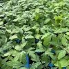 4 Hungarian Giant Tomato Live Plants – 6 to 10 Inches Tall – 60+ Days Old - Image 1