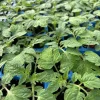 4 Old German Tomato Live Plants, Heirloom Variety, 6-10 inches Tall, Outdoor - Image 1