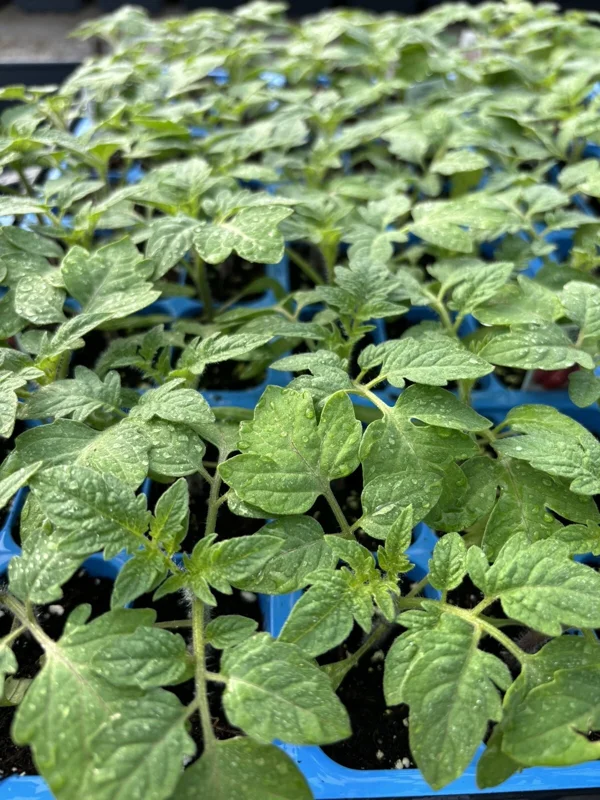 4 Old German Tomato Live Plants, Heirloom Variety, 6-10 inches Tall, Outdoor - Image 1