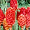 4 Shampoo Ginger Rhizomes – Zingiber Zerumbet Tropical Perennial Plant - Image 1