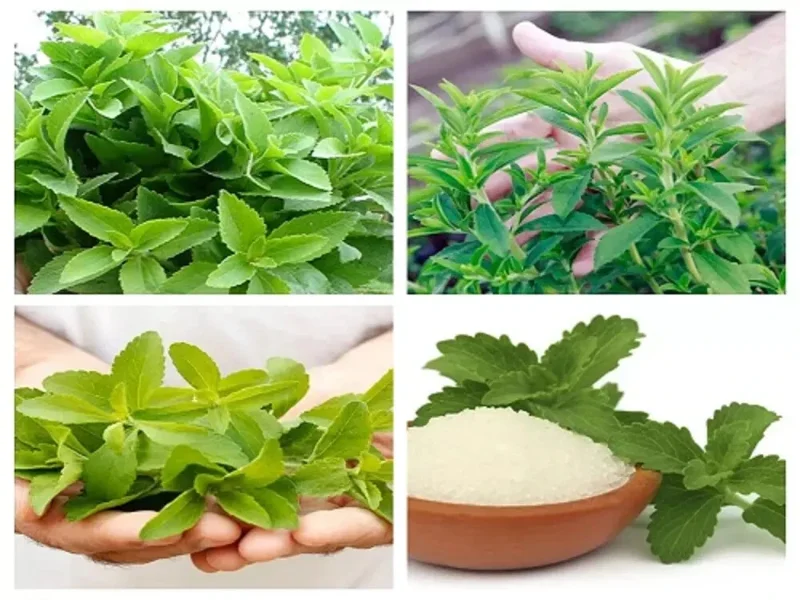 400+ Stevia Rebaudiana Seeds (0.5g) - Organic, Non-GMO Natural Sweetener Herb Seeds for Indoor/Outdoor Growing - Image 2