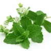 400+ Stevia Rebaudiana Seeds (0.5g) - Organic, Non-GMO Natural Sweetener Herb Seeds for Indoor/Outdoor Growing - Image 1