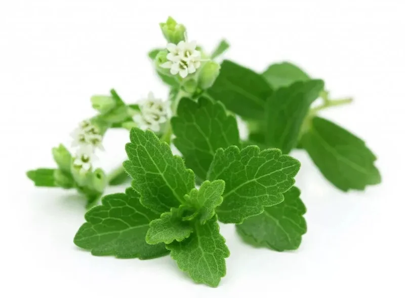 400+ Stevia Rebaudiana Seeds (0.5g) - Organic, Non-GMO Natural Sweetener Herb Seeds for Indoor/Outdoor Growing - Image 1