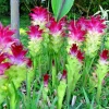 🌺 4oz Magnificent Curcuma Red flower plant root rhizomes fast grow turmeric - Image 1