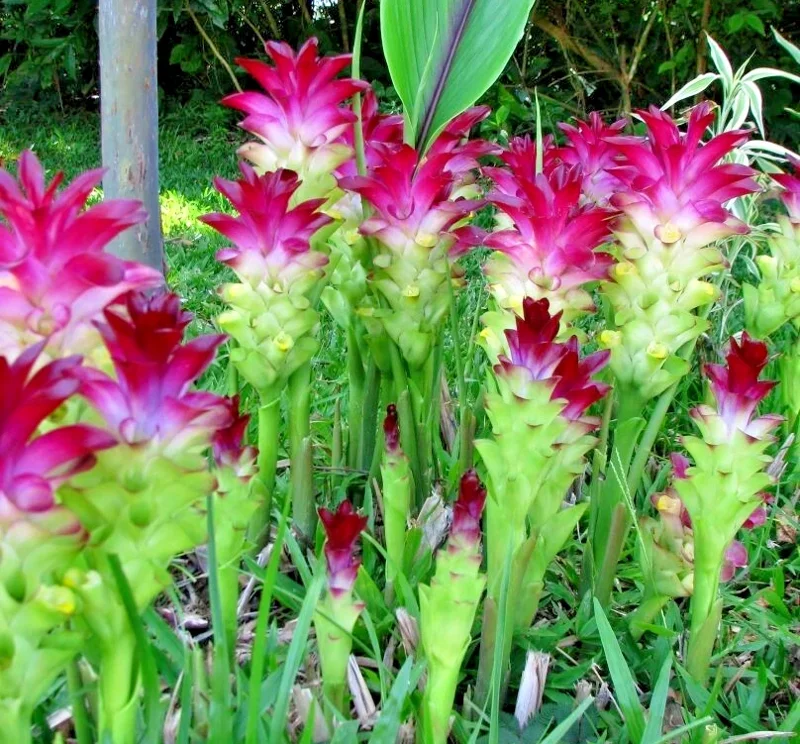 🌺 4oz Magnificent Curcuma Red flower plant root rhizomes fast grow turmeric - Image 1
