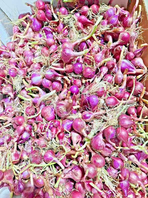 4oz Premium Red Shallot Bulbs - Gourmet Flavor, Easy Grow Outdoor - Image 2
