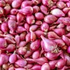 4oz Premium Red Shallot Bulbs - Gourmet Flavor, Easy Grow Outdoor - Image 1