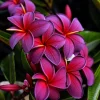5 Black Purple Plumeria Seeds - Hawaiian Flower Lei Perennial Frangipani - Image 1