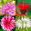 50+ Bergamot Monarda Autumn Mix Seeds - Perennial Bee Balm Flower - Attracts Hummingbirds - Image 1